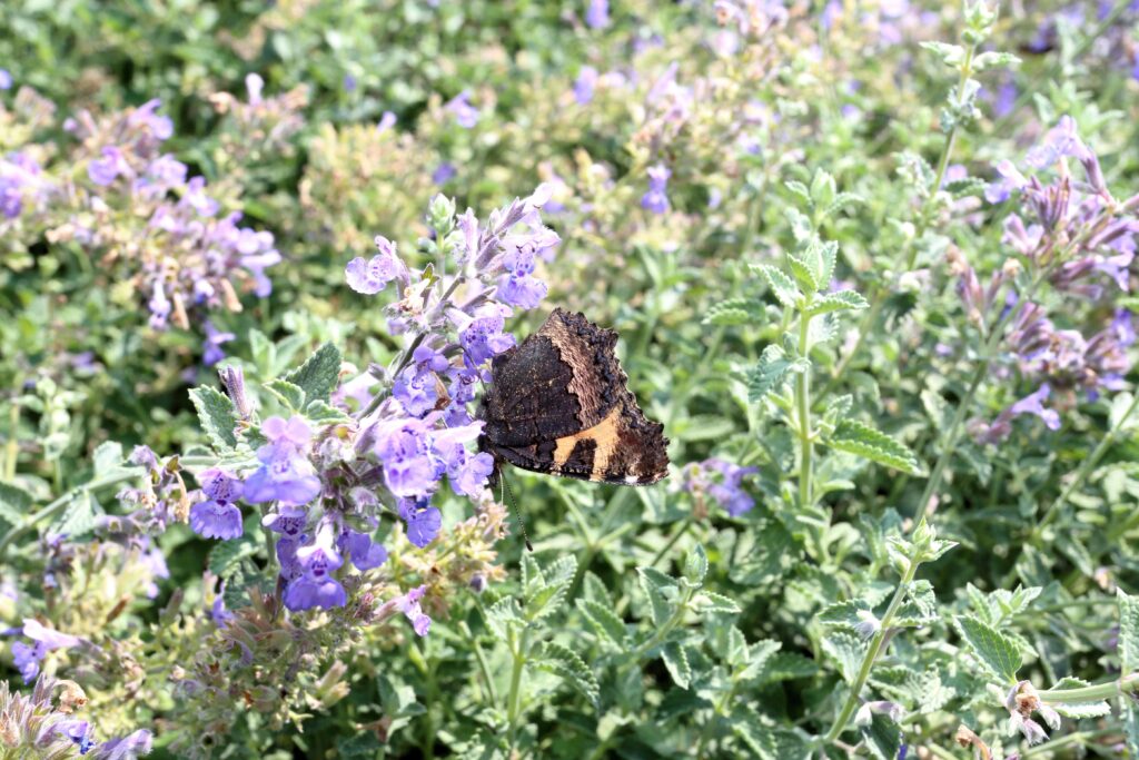Schmetterling sitzt auf Blume.