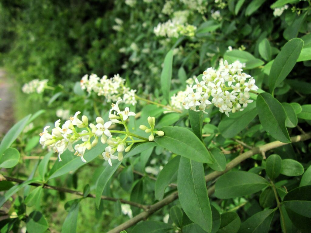Vorsicht bei der Pflanzenwahl für den eigenen Garten